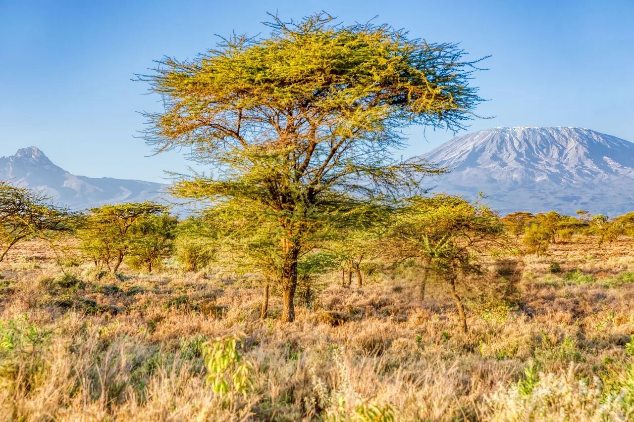 Acacia woodland grassland